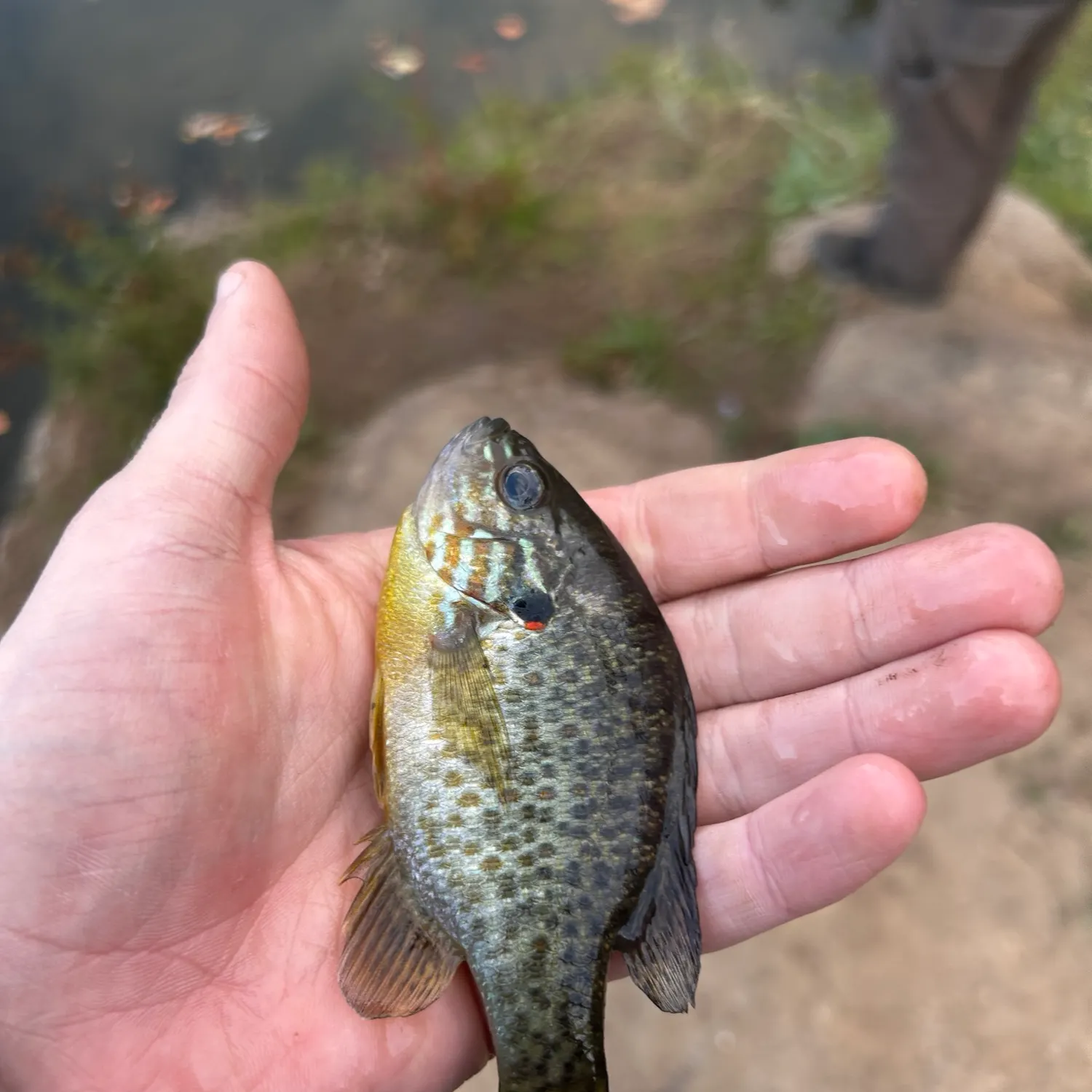 Pumpkinseed caught on Fishbrain