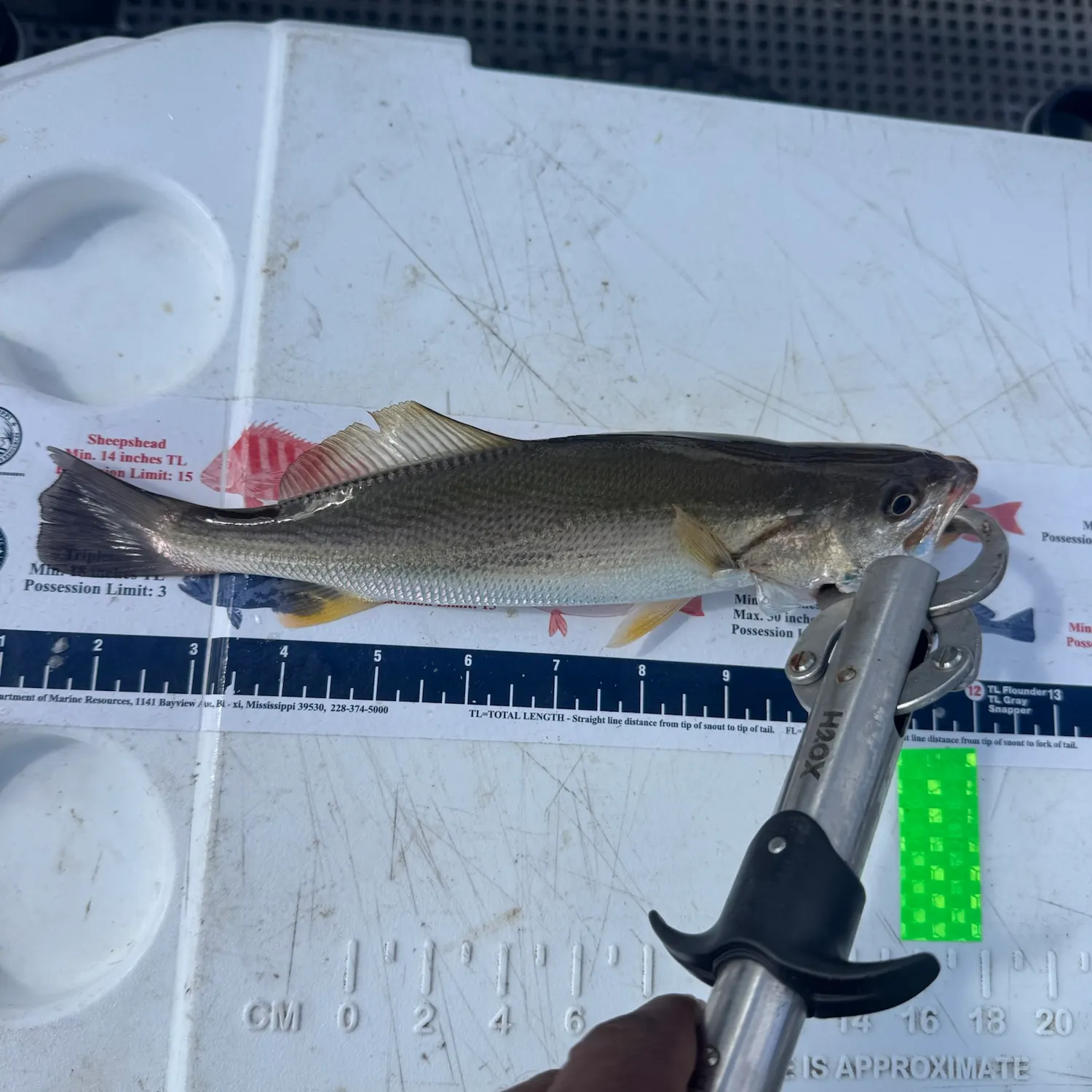 Sand seatrout caught on Fishbrain