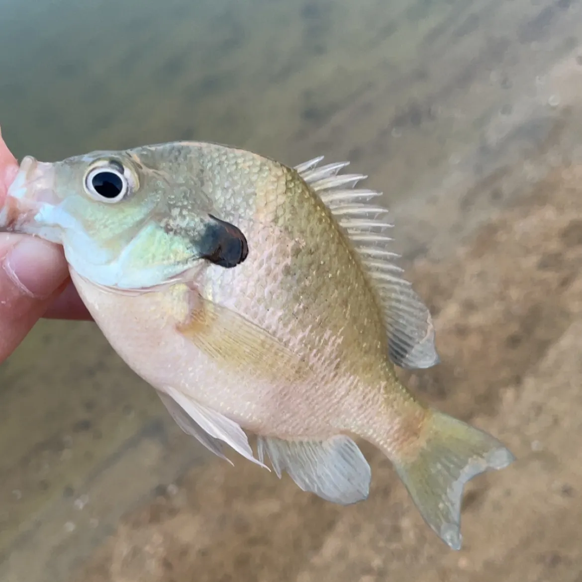 Bluegill caught on Fishbrain