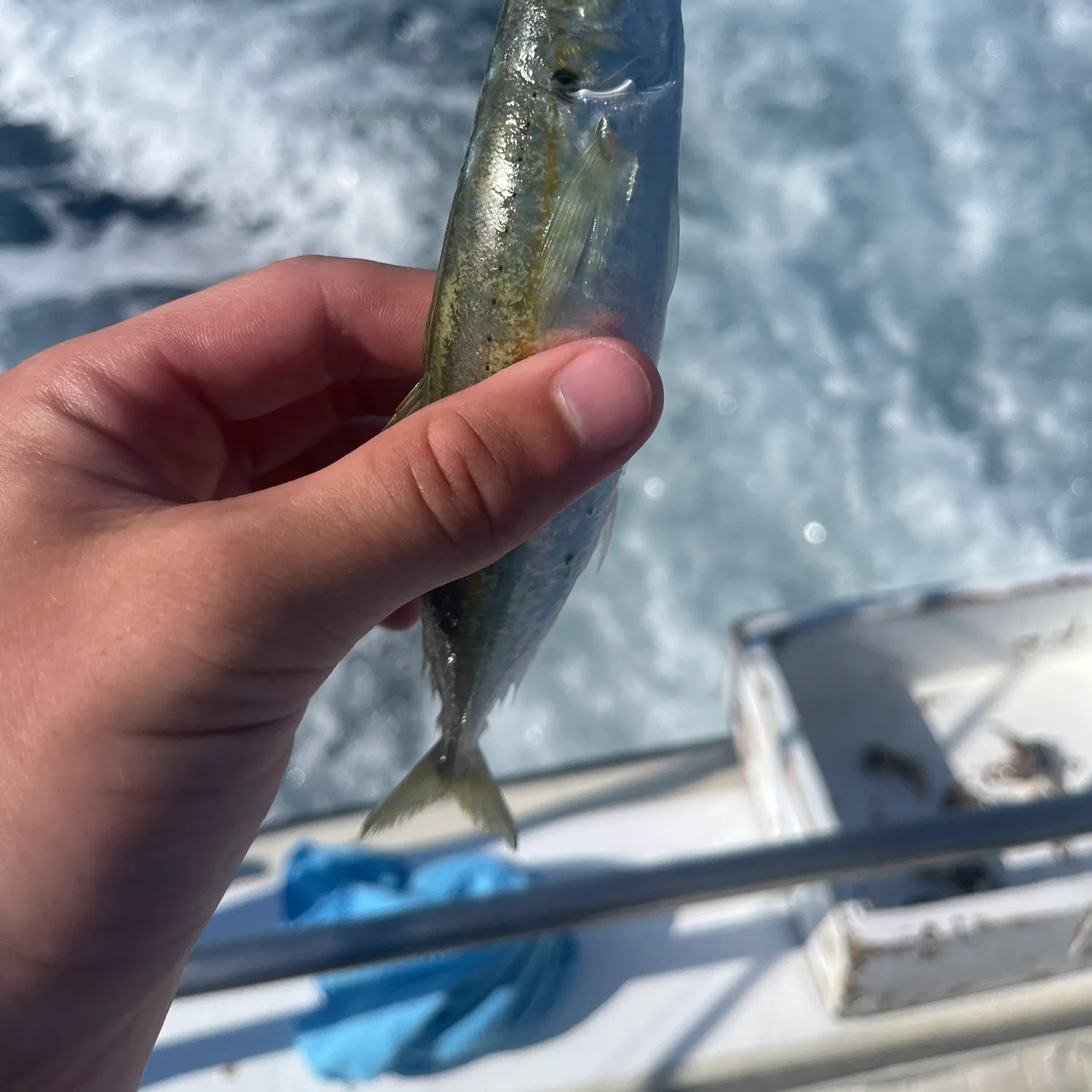 The most recent Round Scad catches on Fishbrain