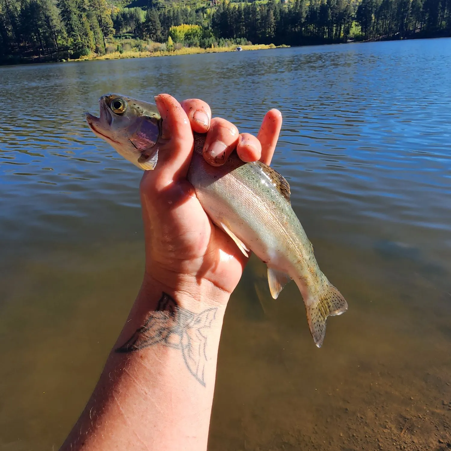 Rainbow trout caught on Fishbrain