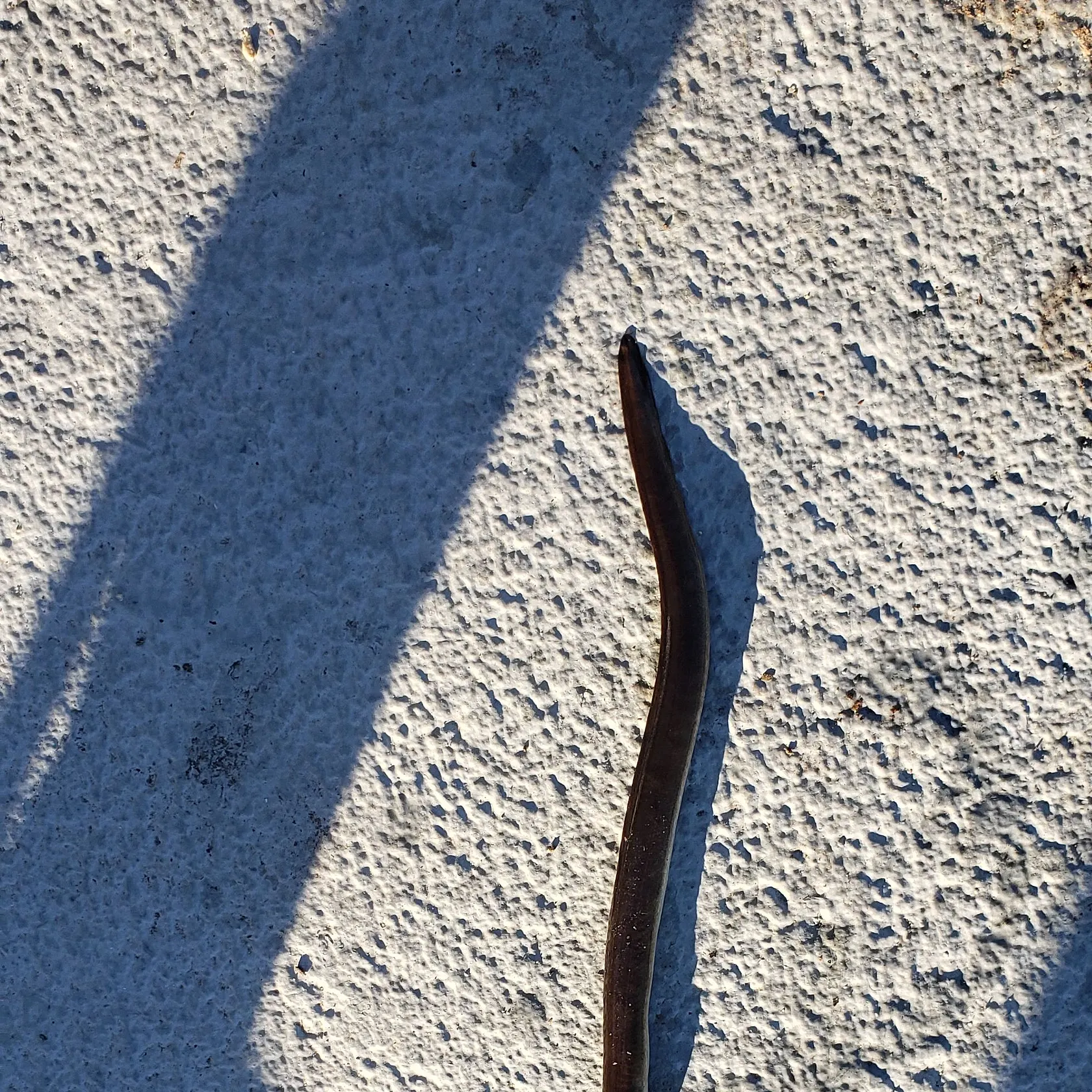 American eel caught on Fishbrain
