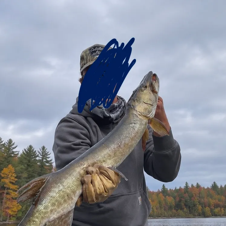 The most recent Muskie catches on Fishbrain
