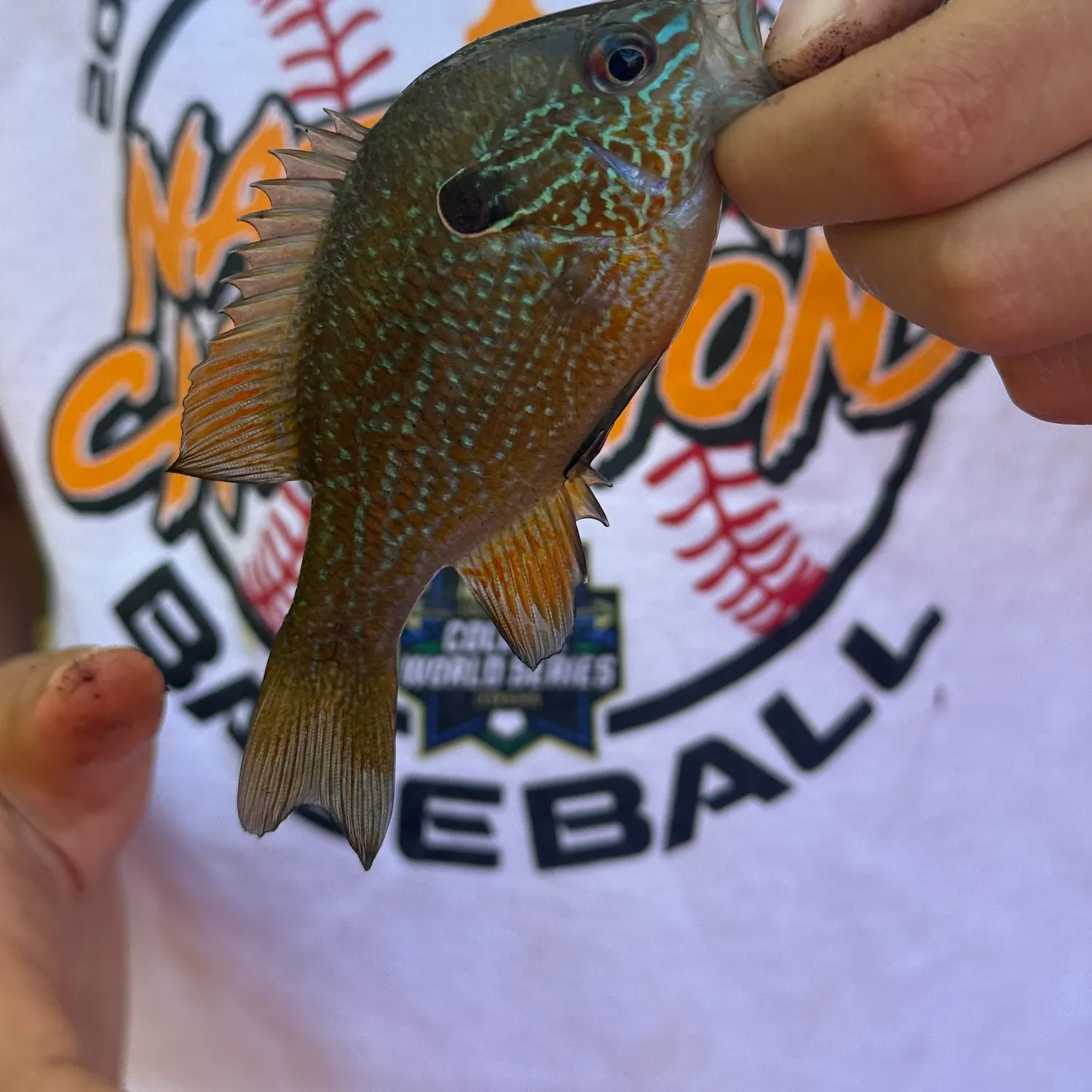 Longear sunfish caught on Fishbrain