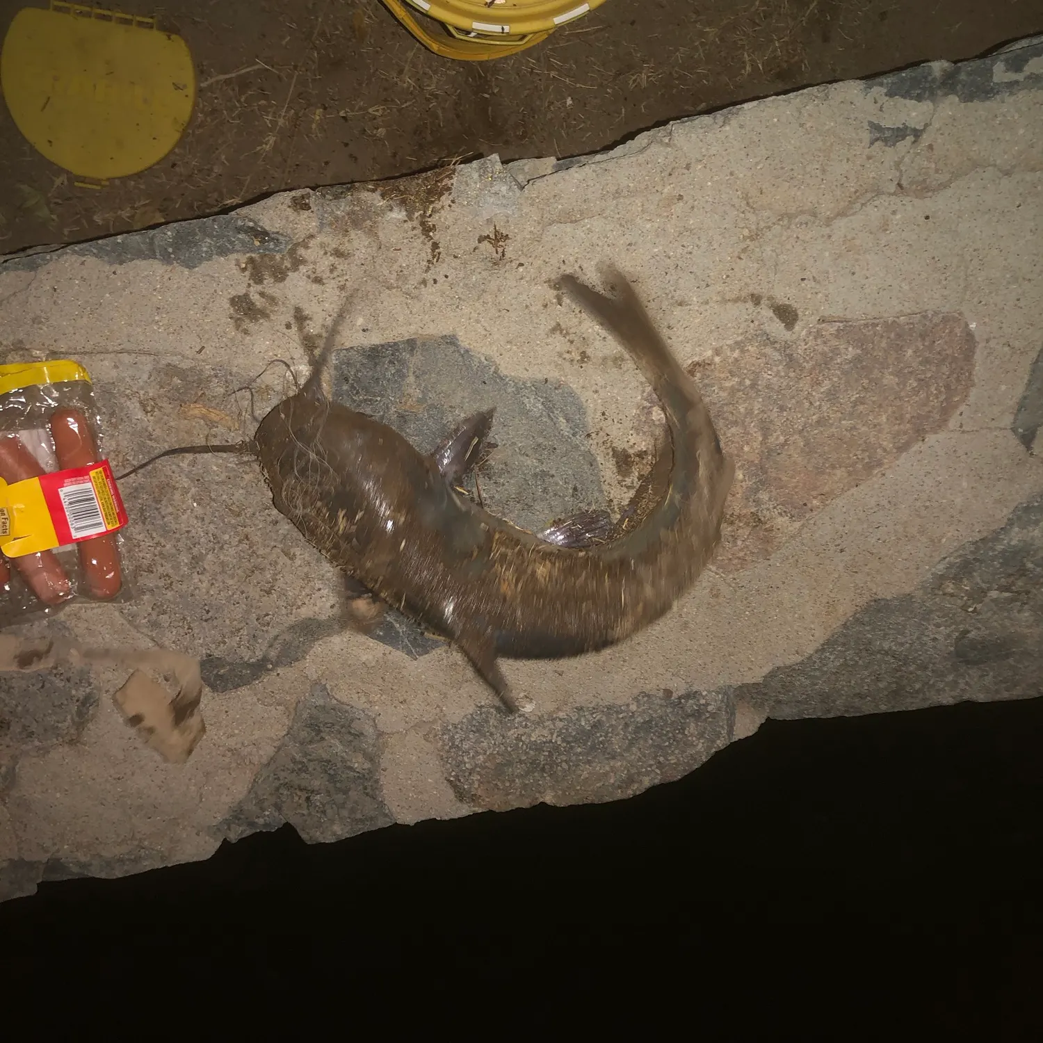 Channel catfish caught on Fishbrain