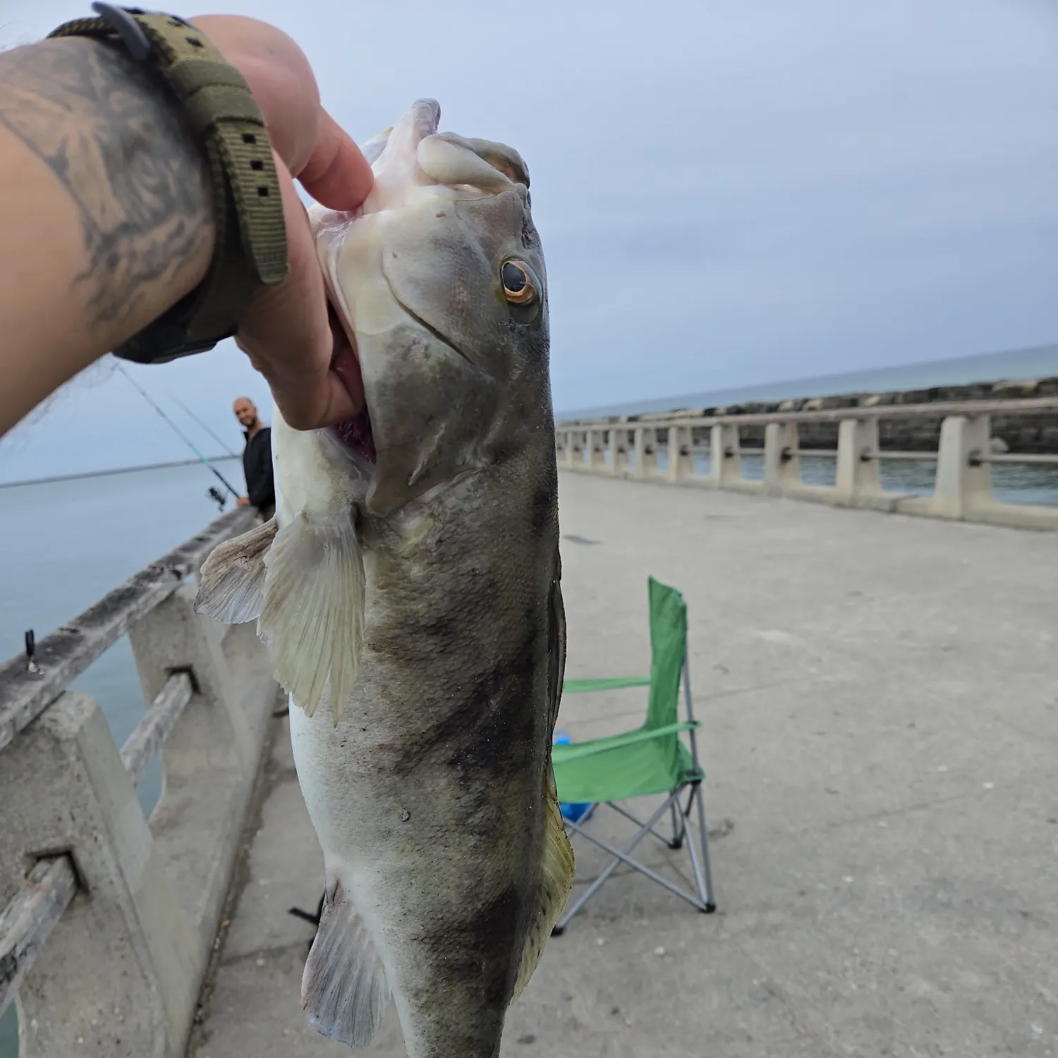 Barred sand bass caught on Fishbrain