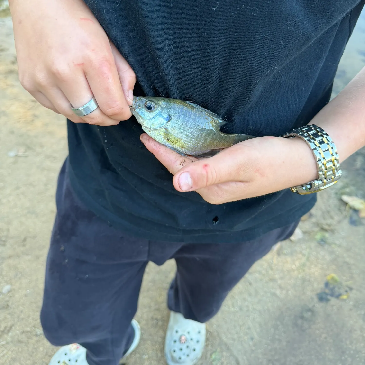 Bluegill caught on Fishbrain
