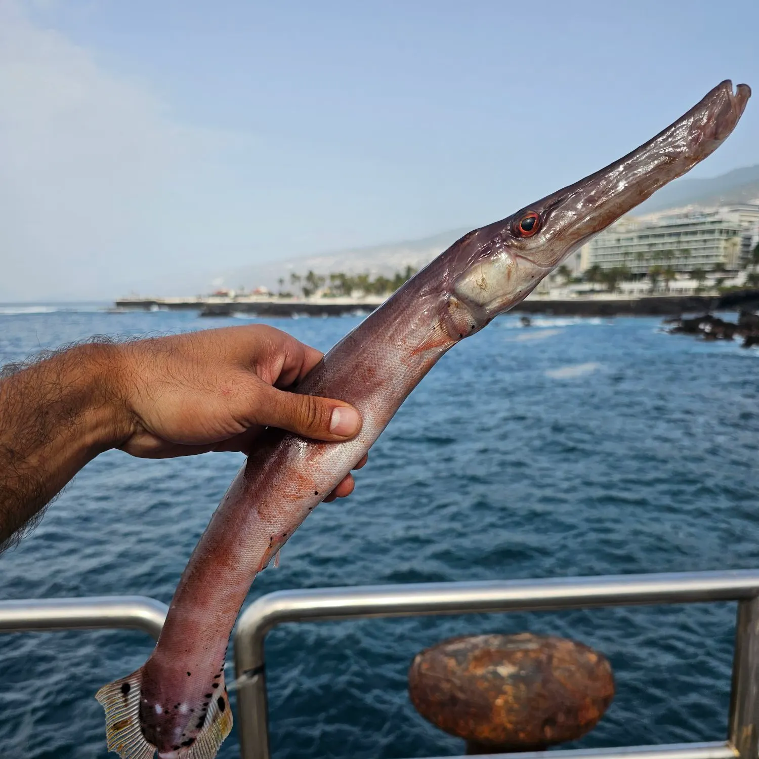 Red cornetfish caught on Fishbrain