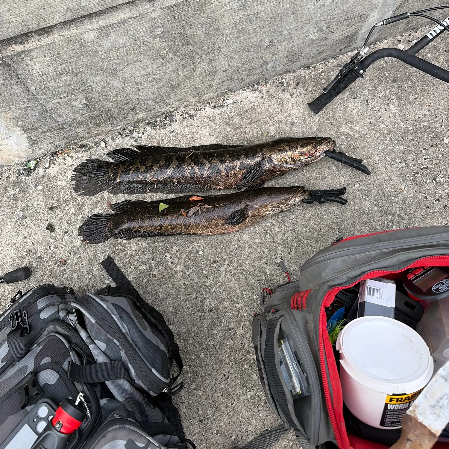 recently logged catches