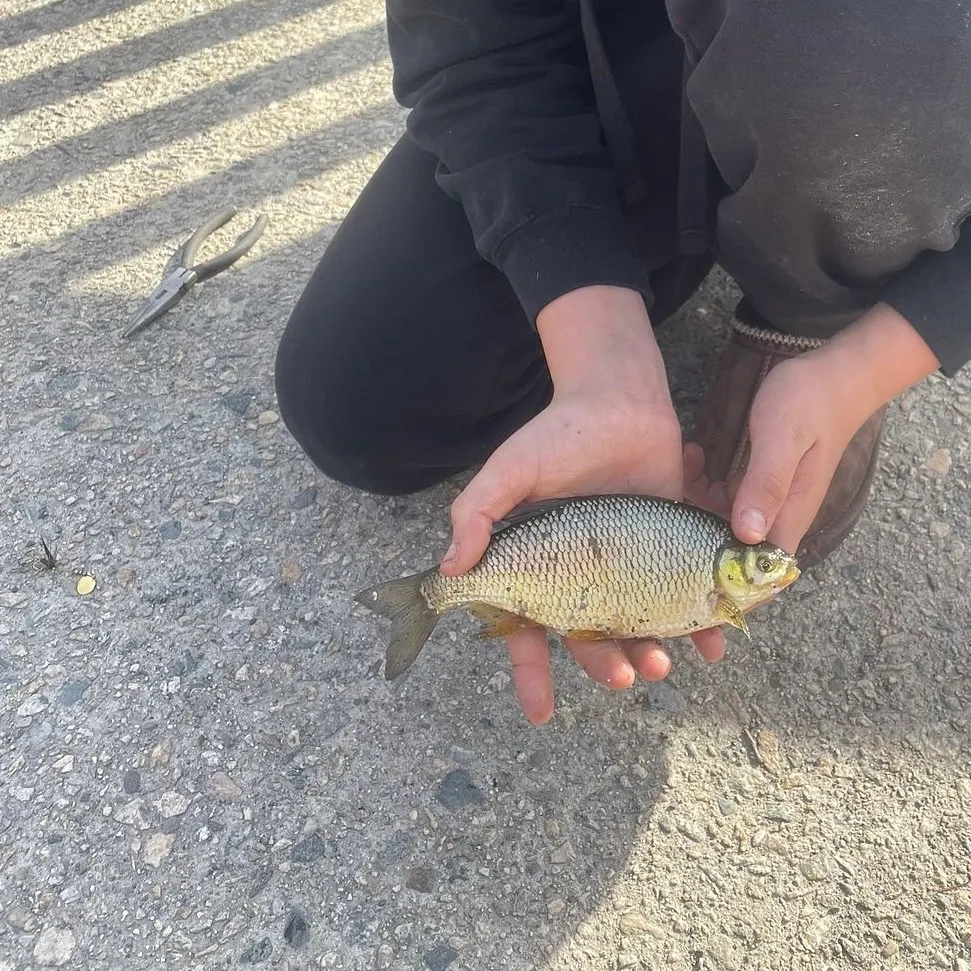The most recent Golden shiner catches on Fishbrain