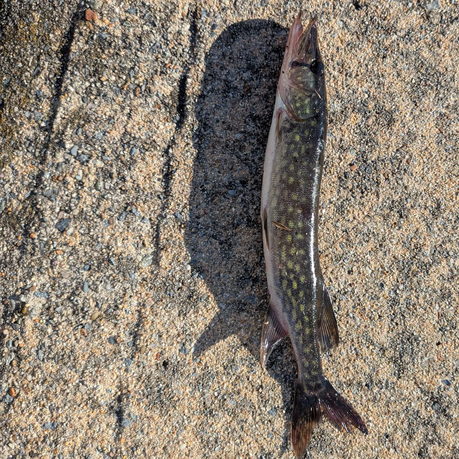 Chain pickerel caught on Fishbrain