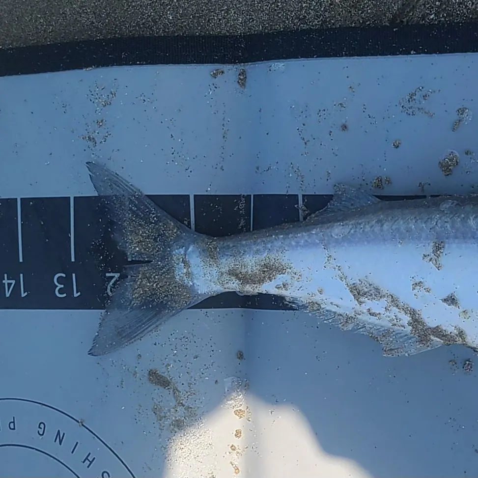 angler catch