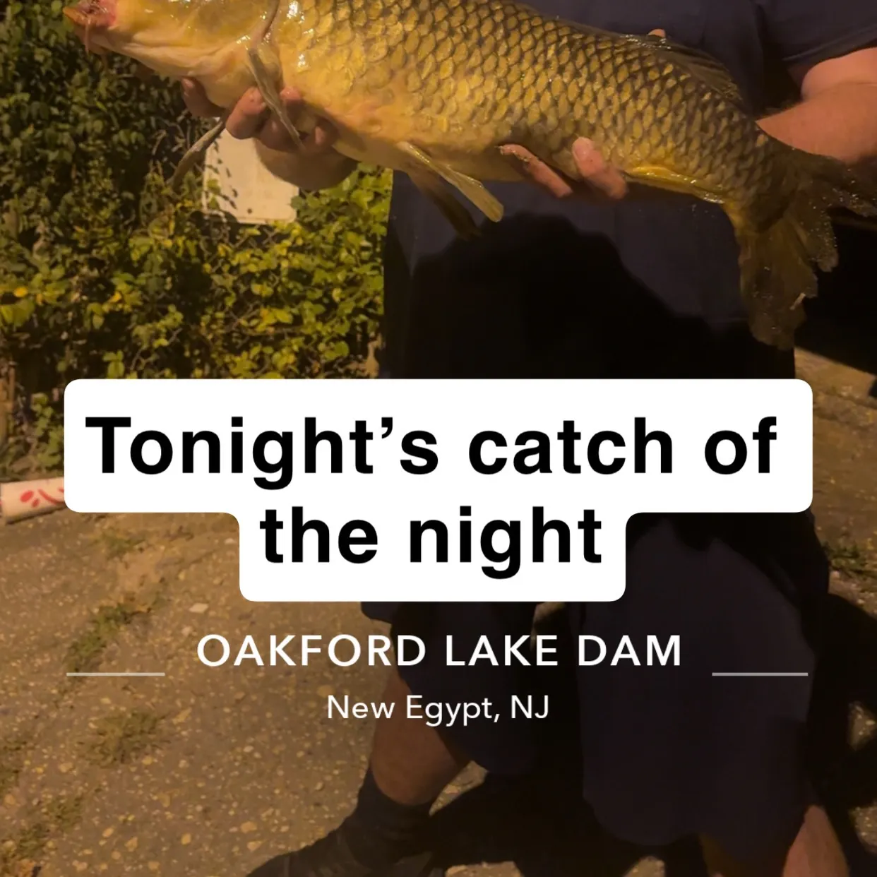 Common carp caught on Fishbrain