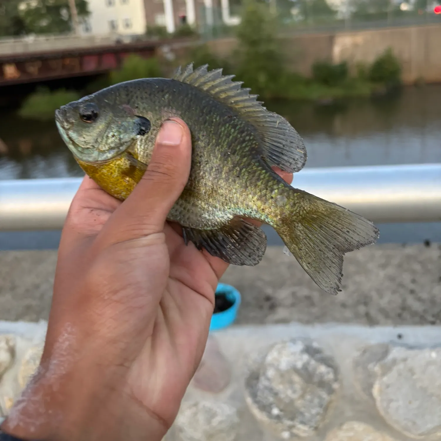 Bluegill caught on Fishbrain
