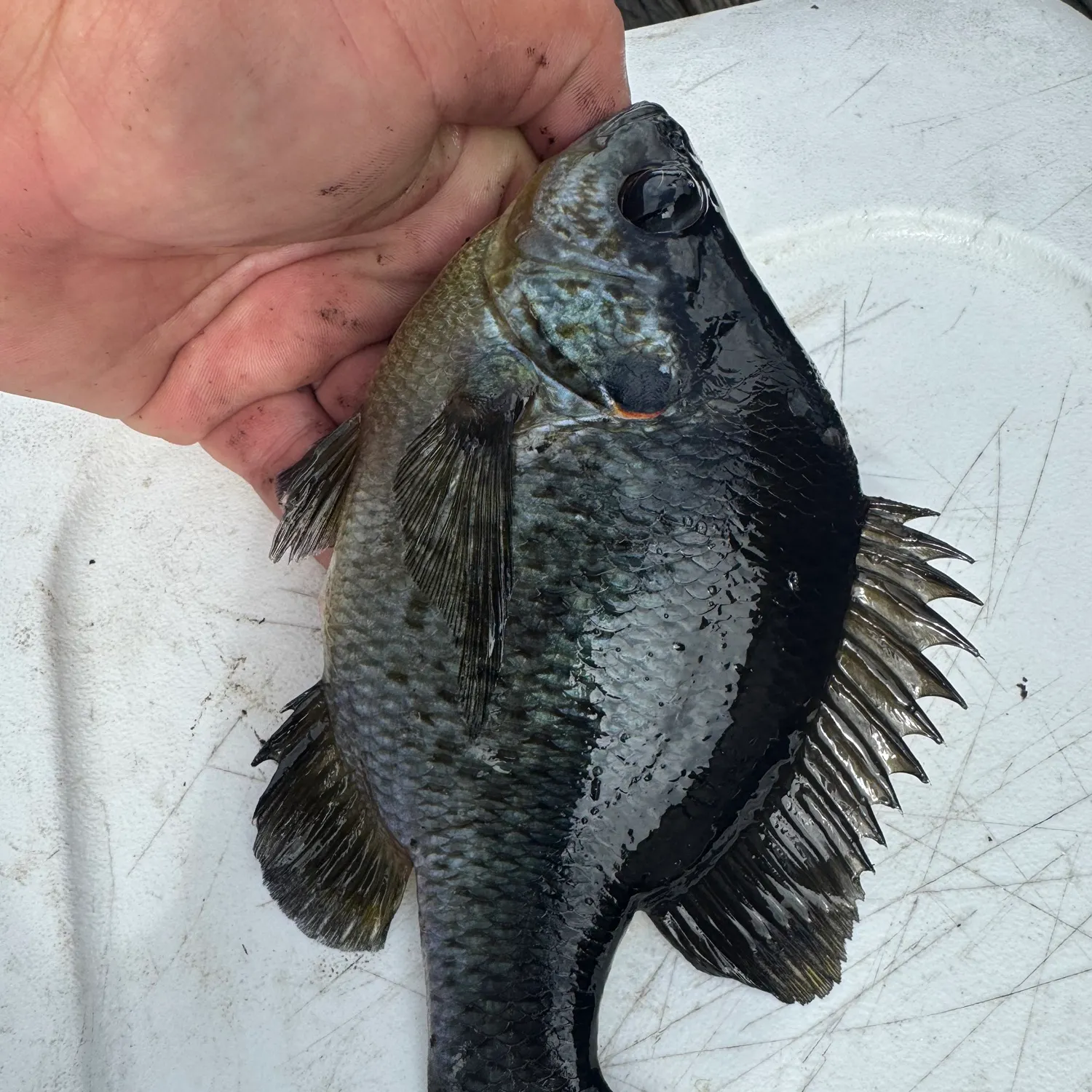 Redear sunfish caught on Fishbrain