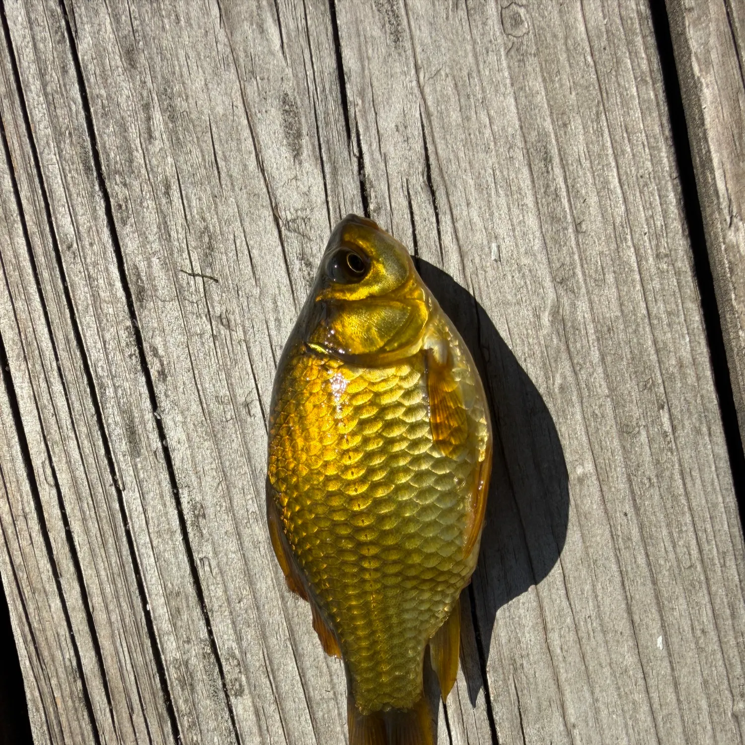 Goldfish caught on Fishbrain