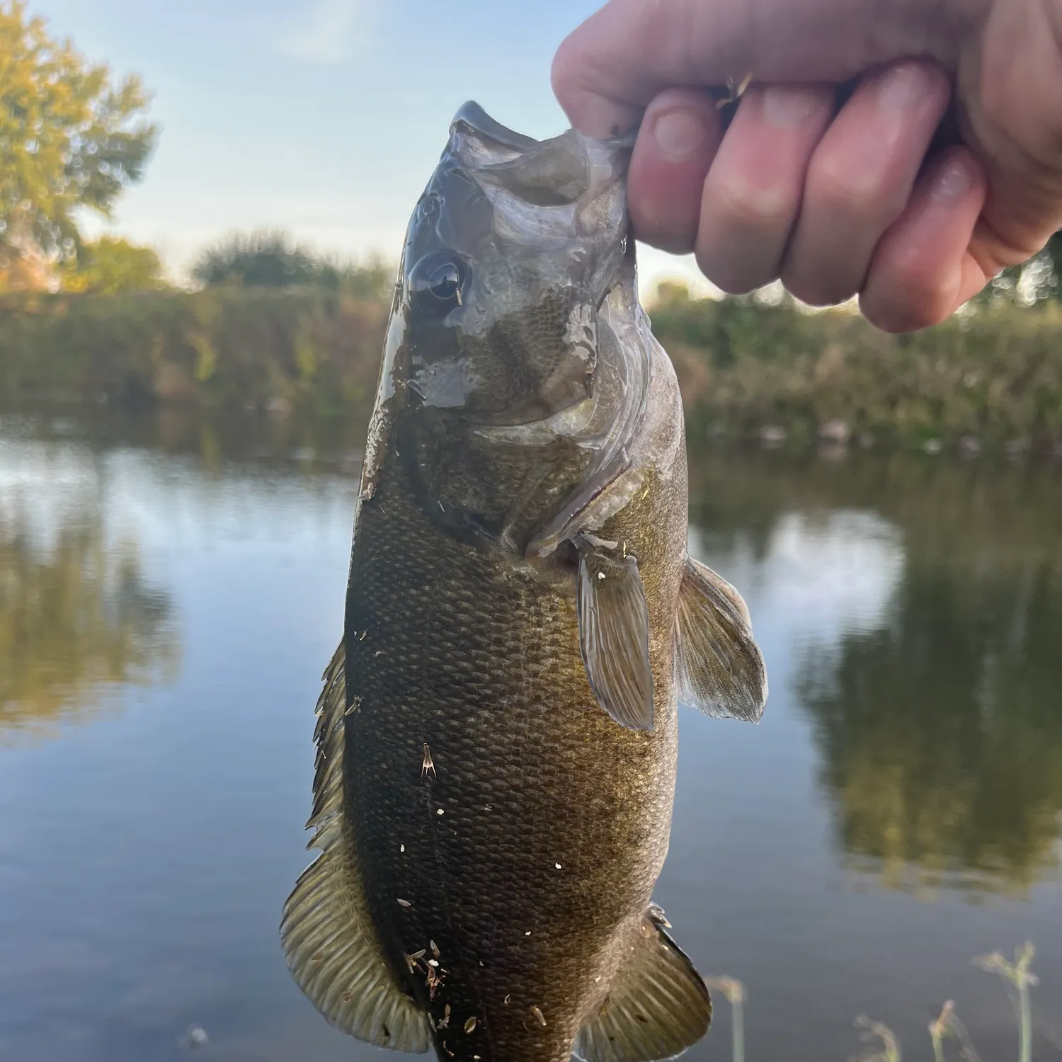 Smallmouth bass caught on Fishbrain