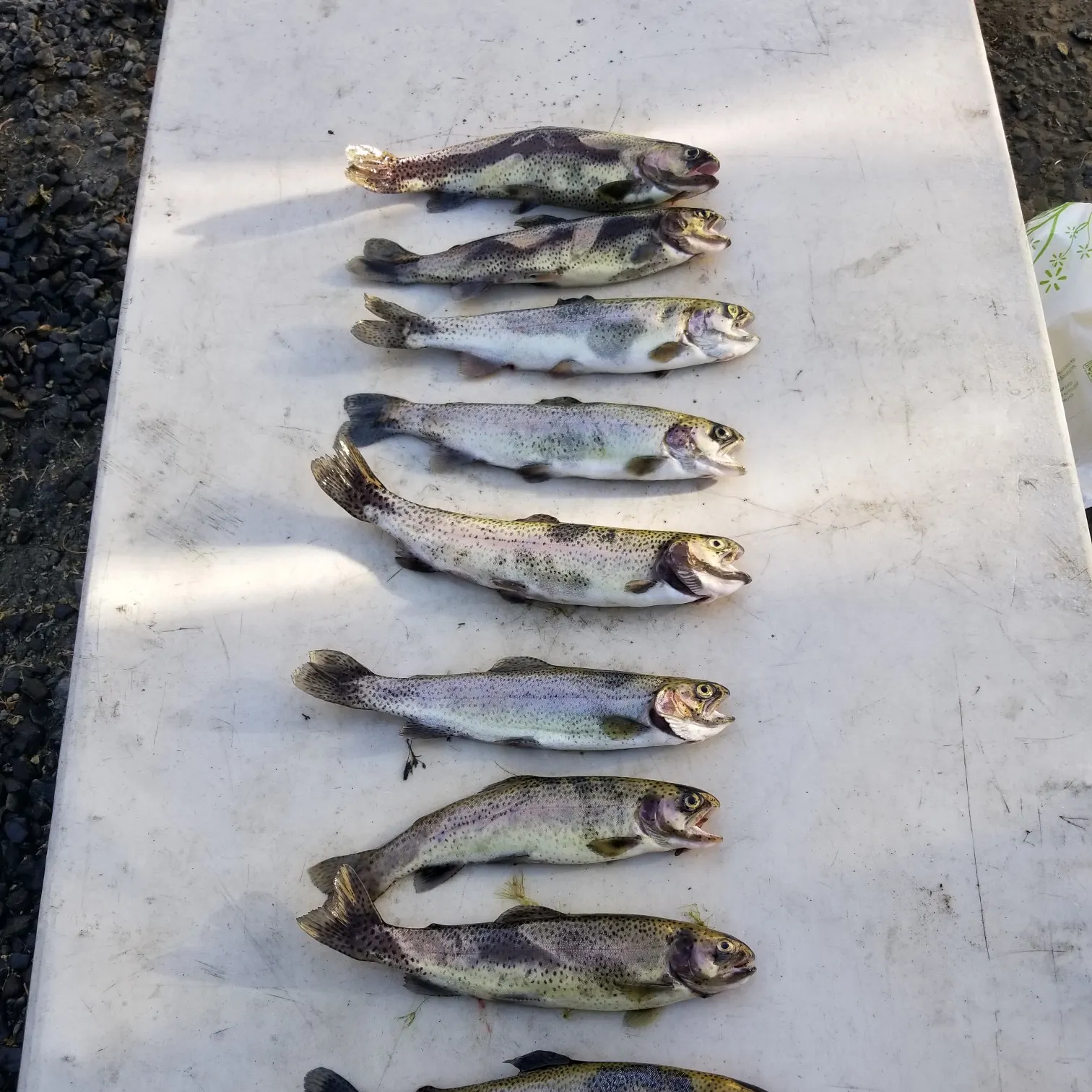 recently logged catches