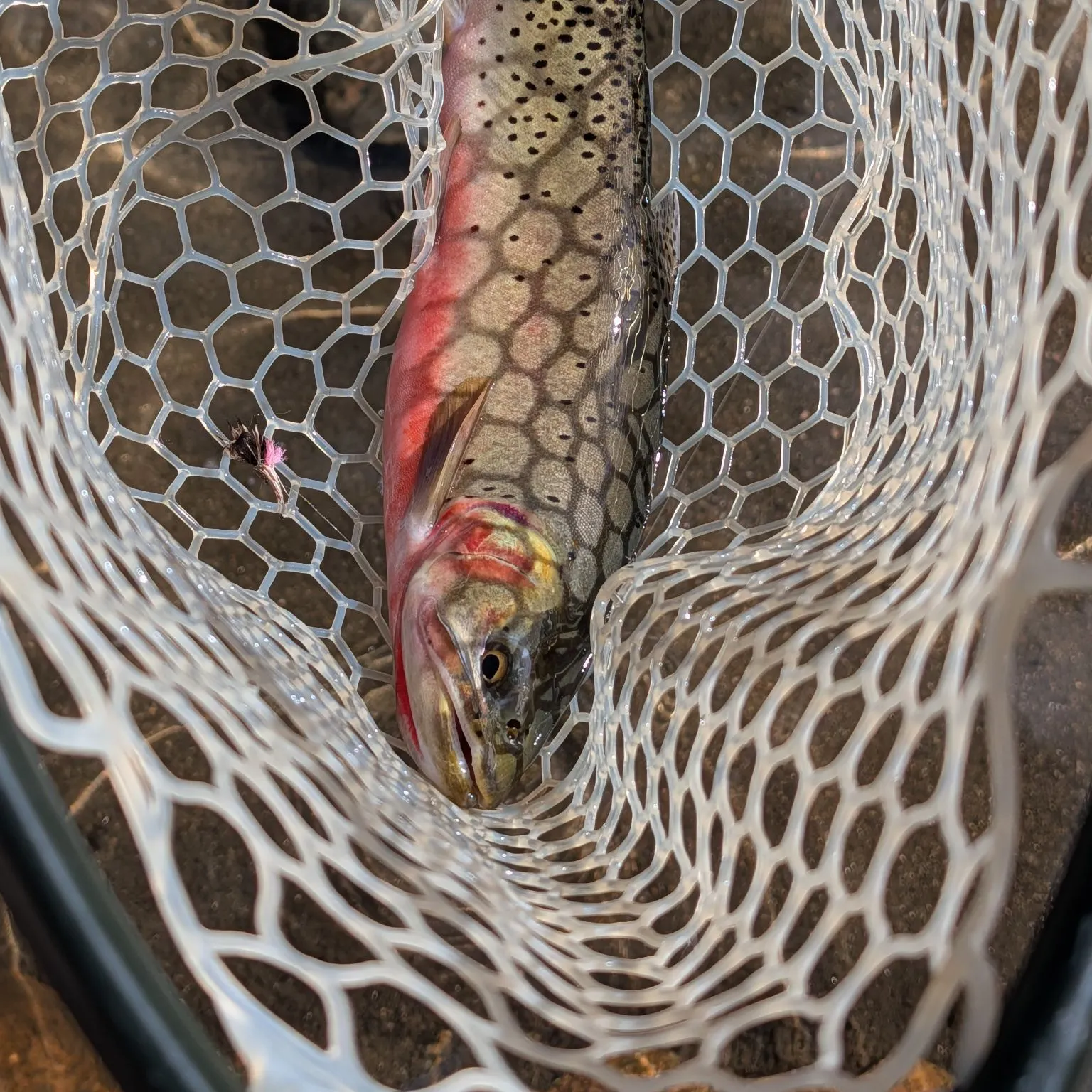 Cutthroat trout caught on Fishbrain
