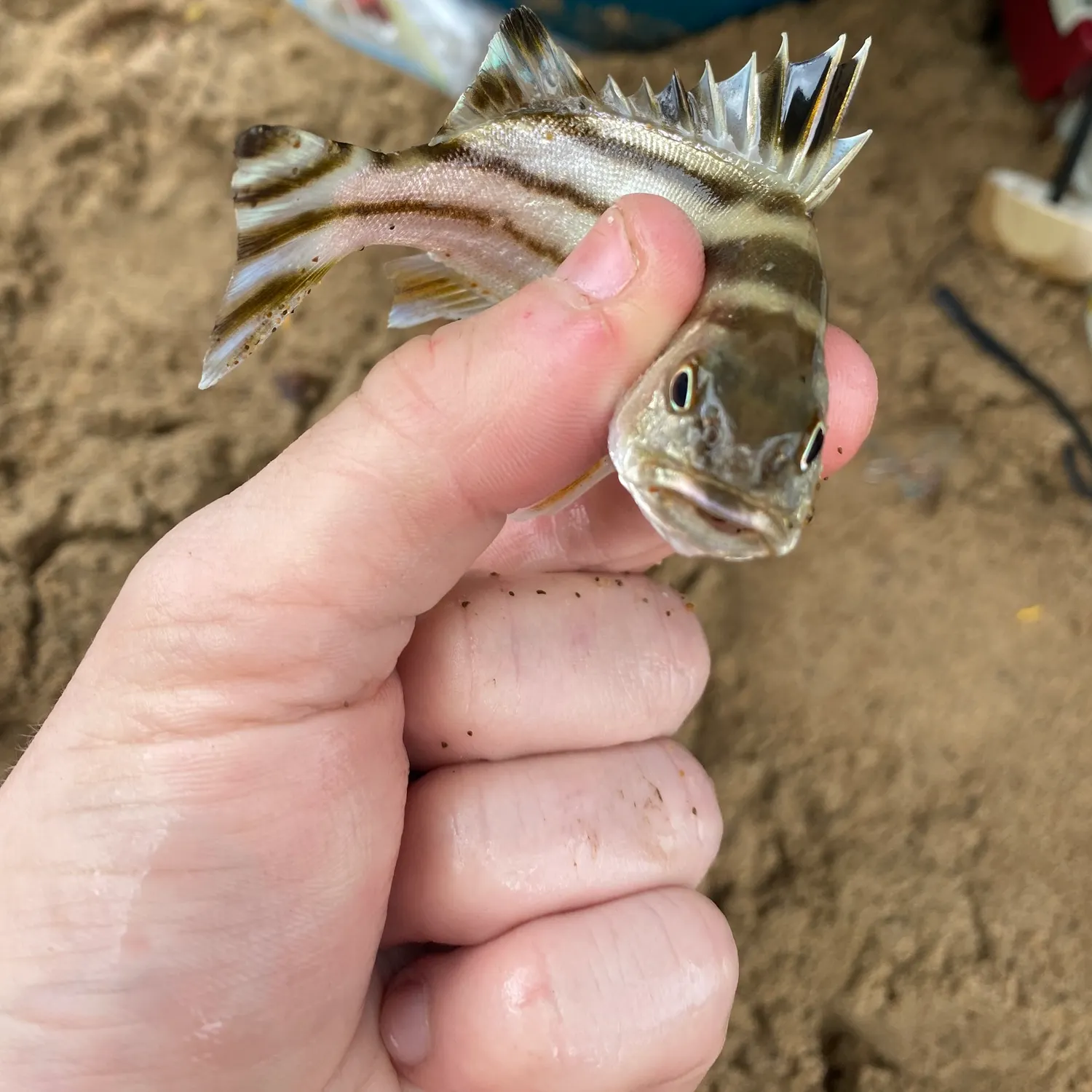 The most recent Jarbua terapon catches on Fishbrain