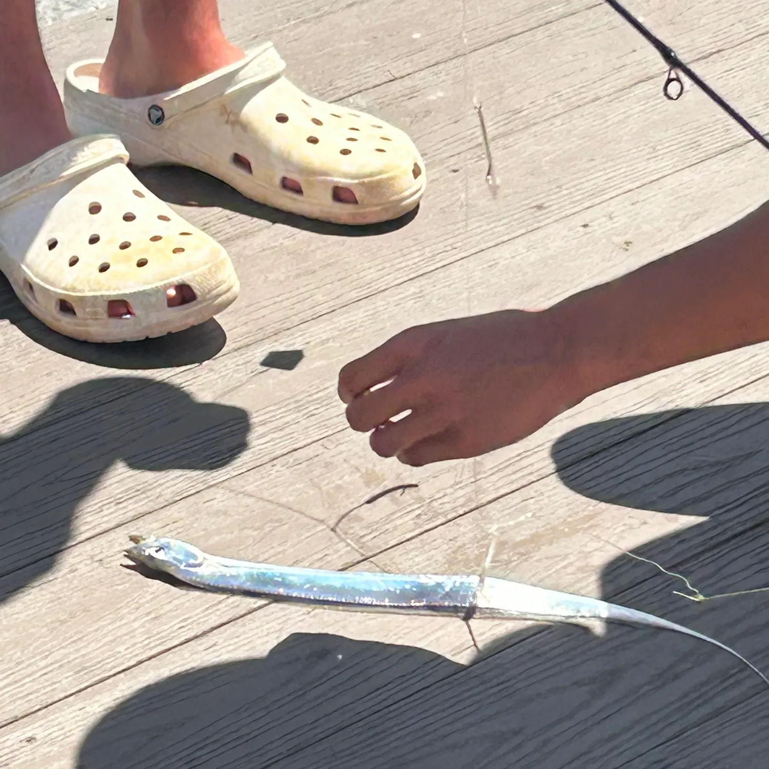 The most recent Atlantic cutlassfish catches on Fishbrain