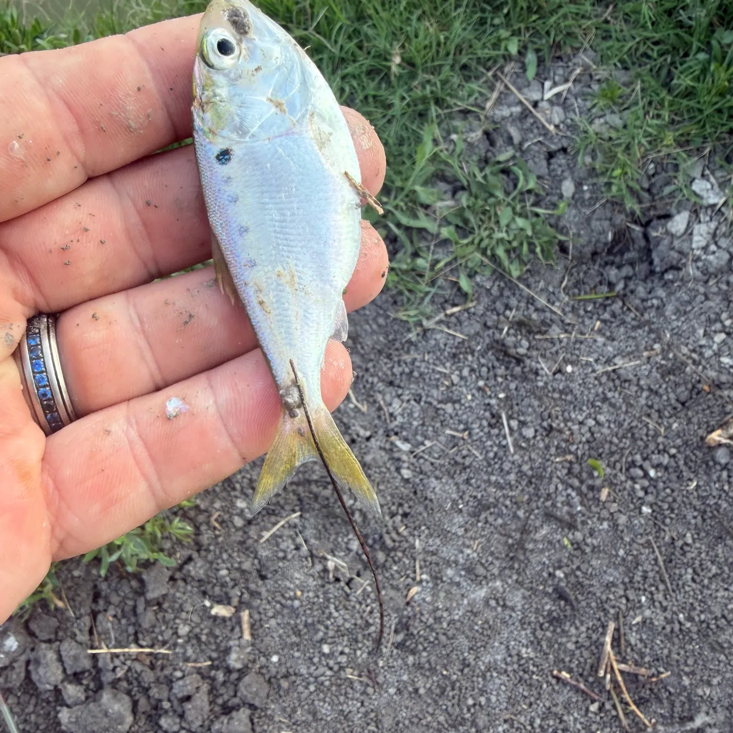 The most recent Threadfin shad catches on Fishbrain