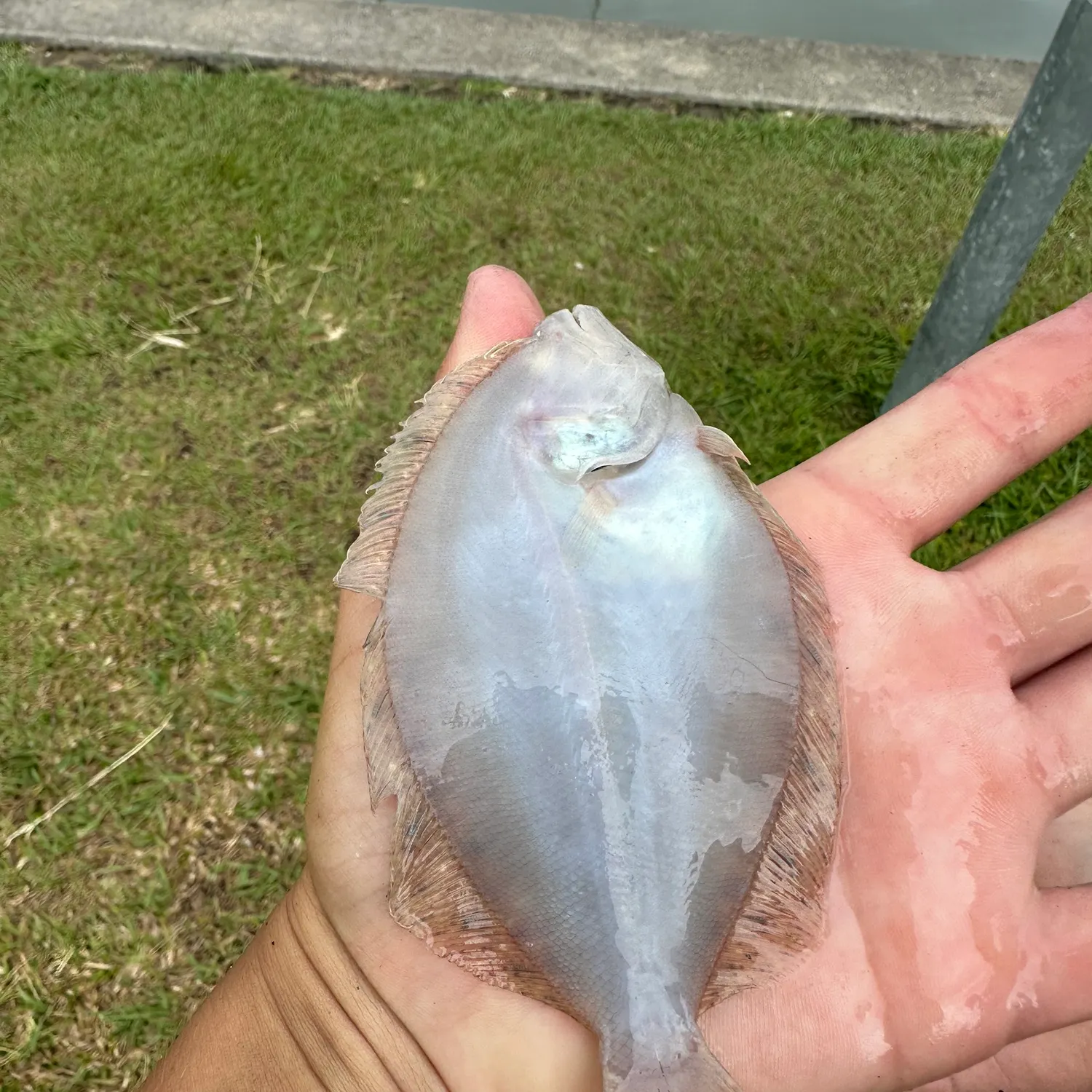 Summer flounder caught on Fishbrain