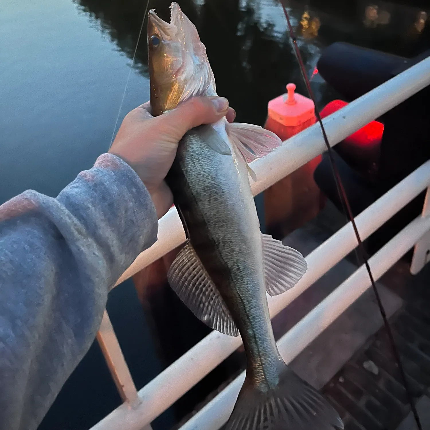 Zander caught on Fishbrain