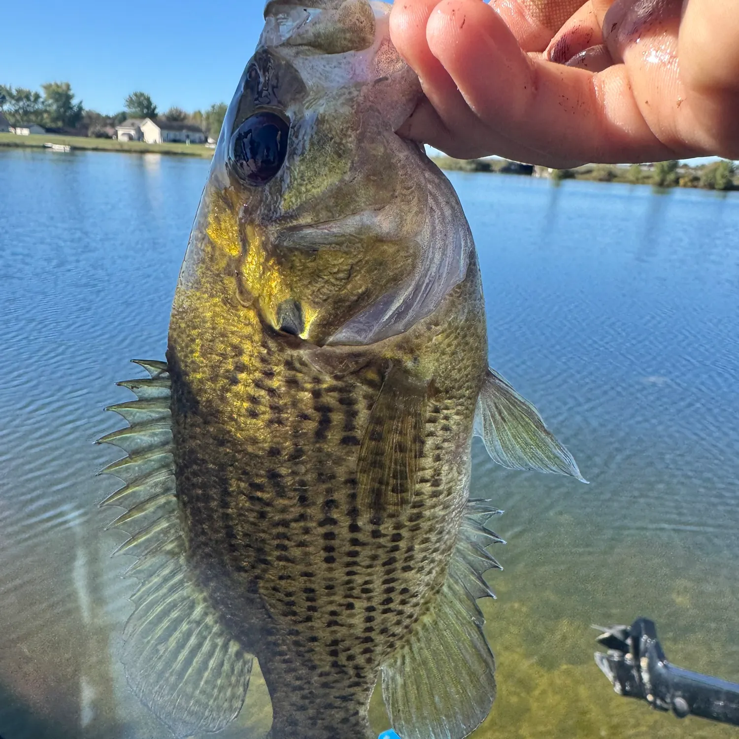Rock bass caught on Fishbrain