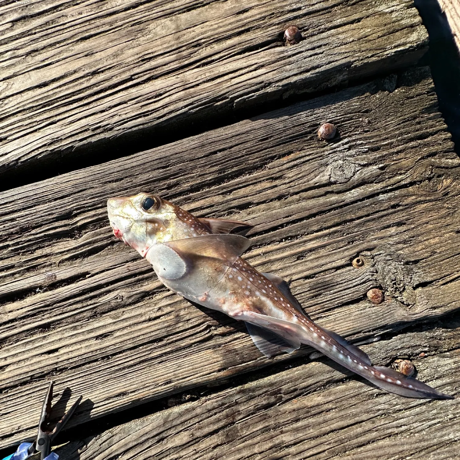 The most recent Ratfish catches on Fishbrain
