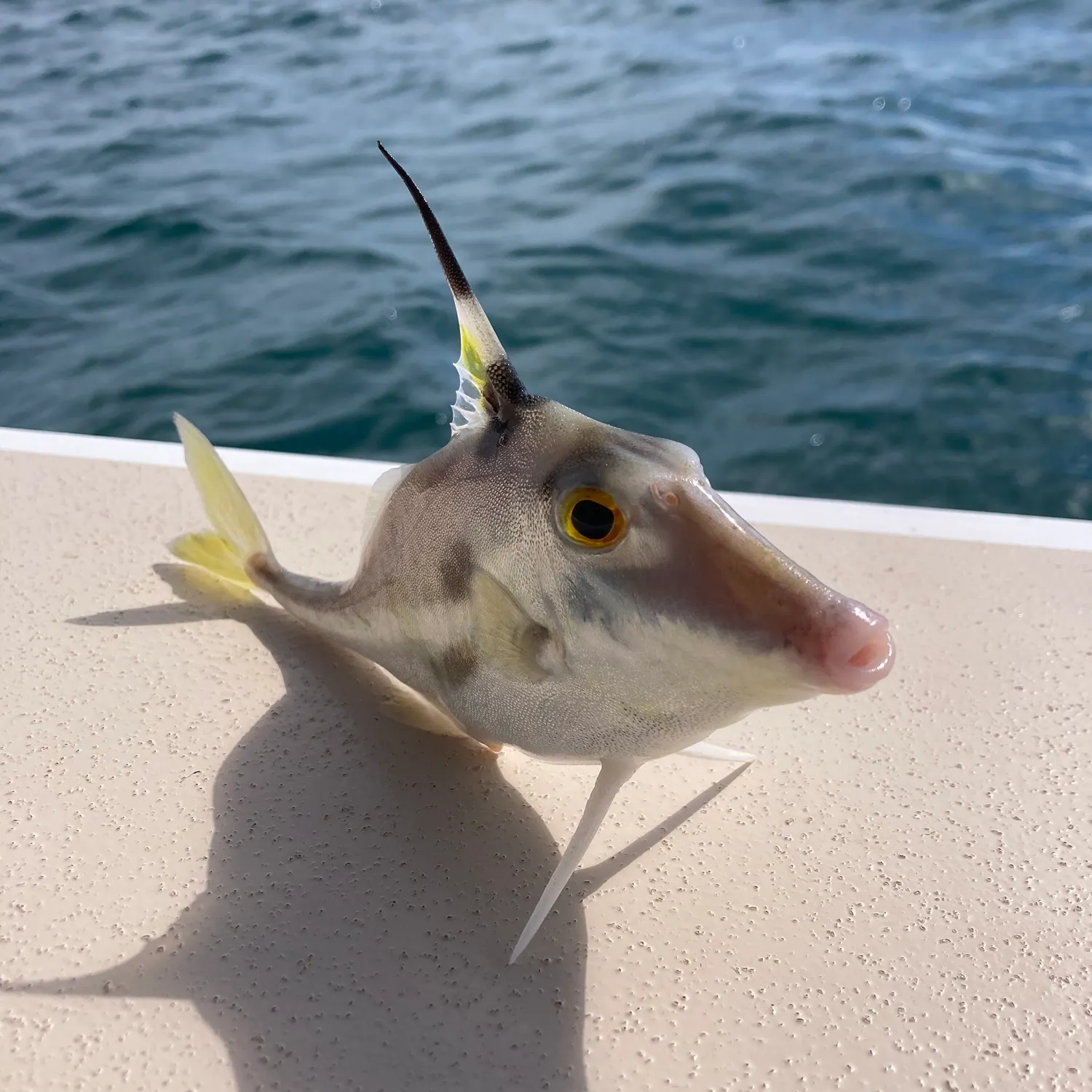 The most recent Black-flag tripodfish catches on Fishbrain