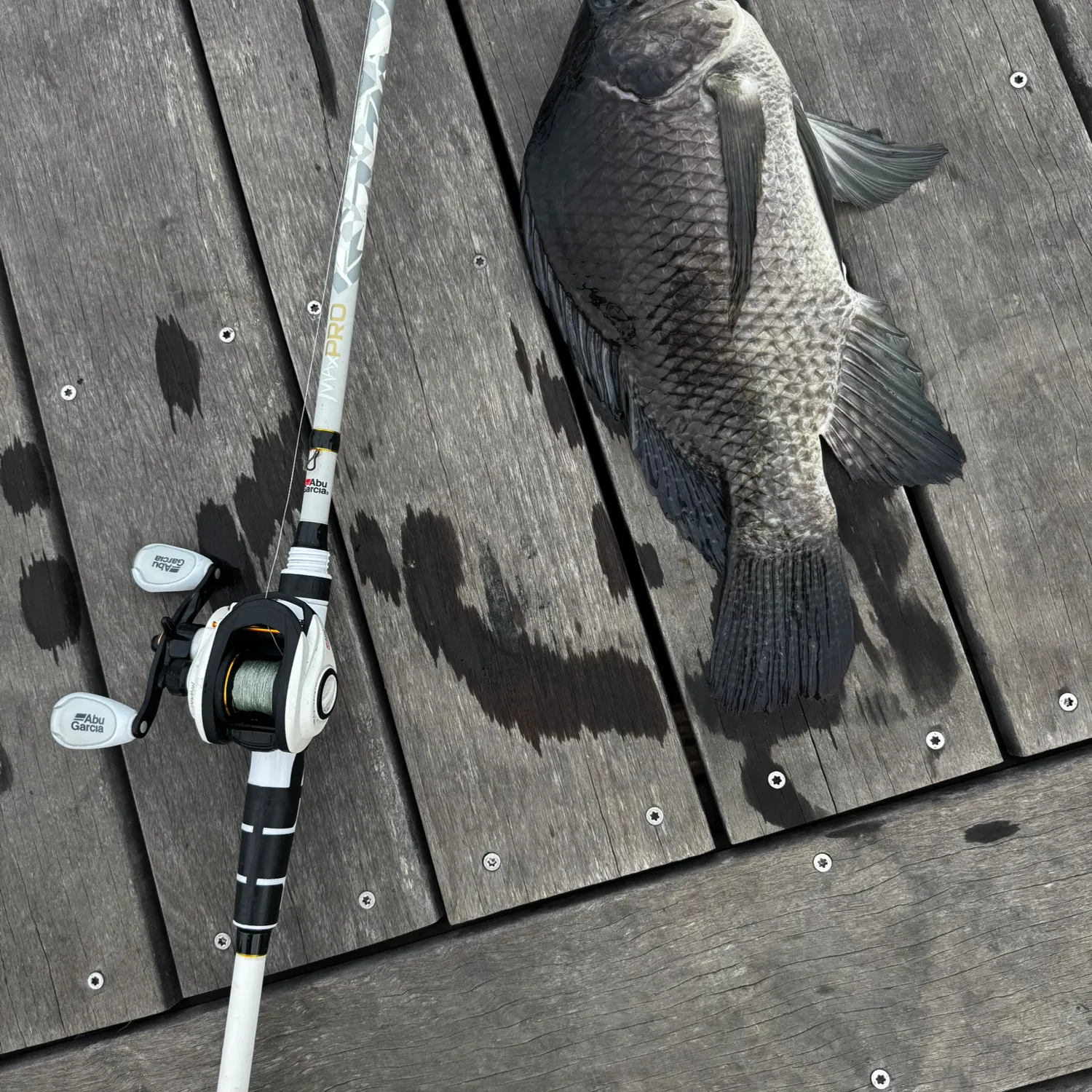 The most recent Blue tilapia catches on Fishbrain