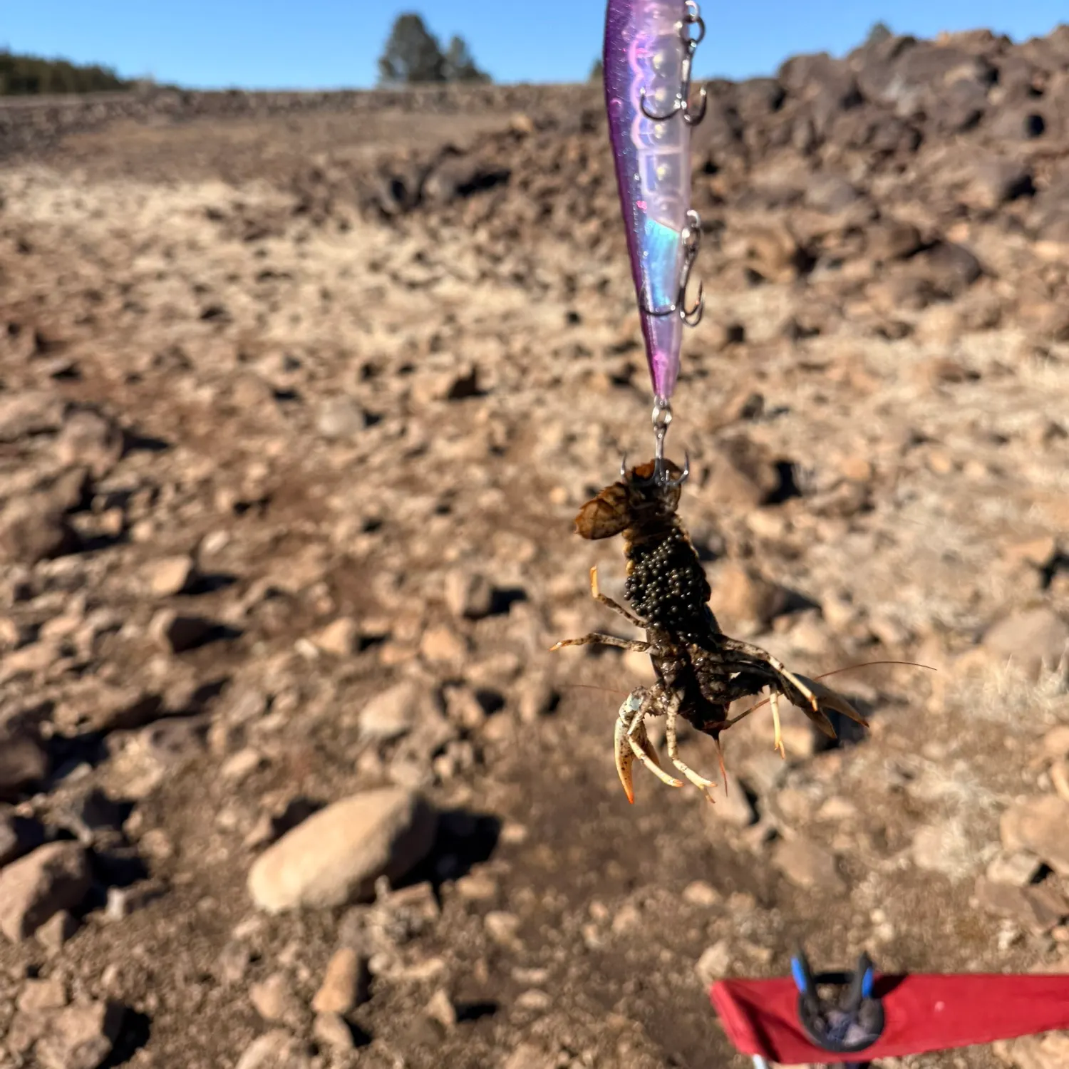 The most recent Virile crayfish catches on Fishbrain