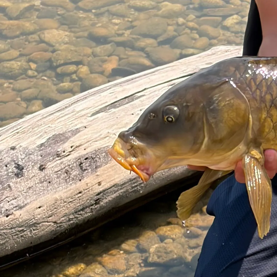 Common carp caught on Fishbrain
