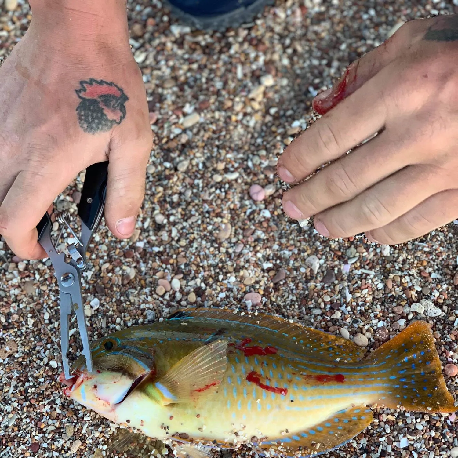 recently logged catches