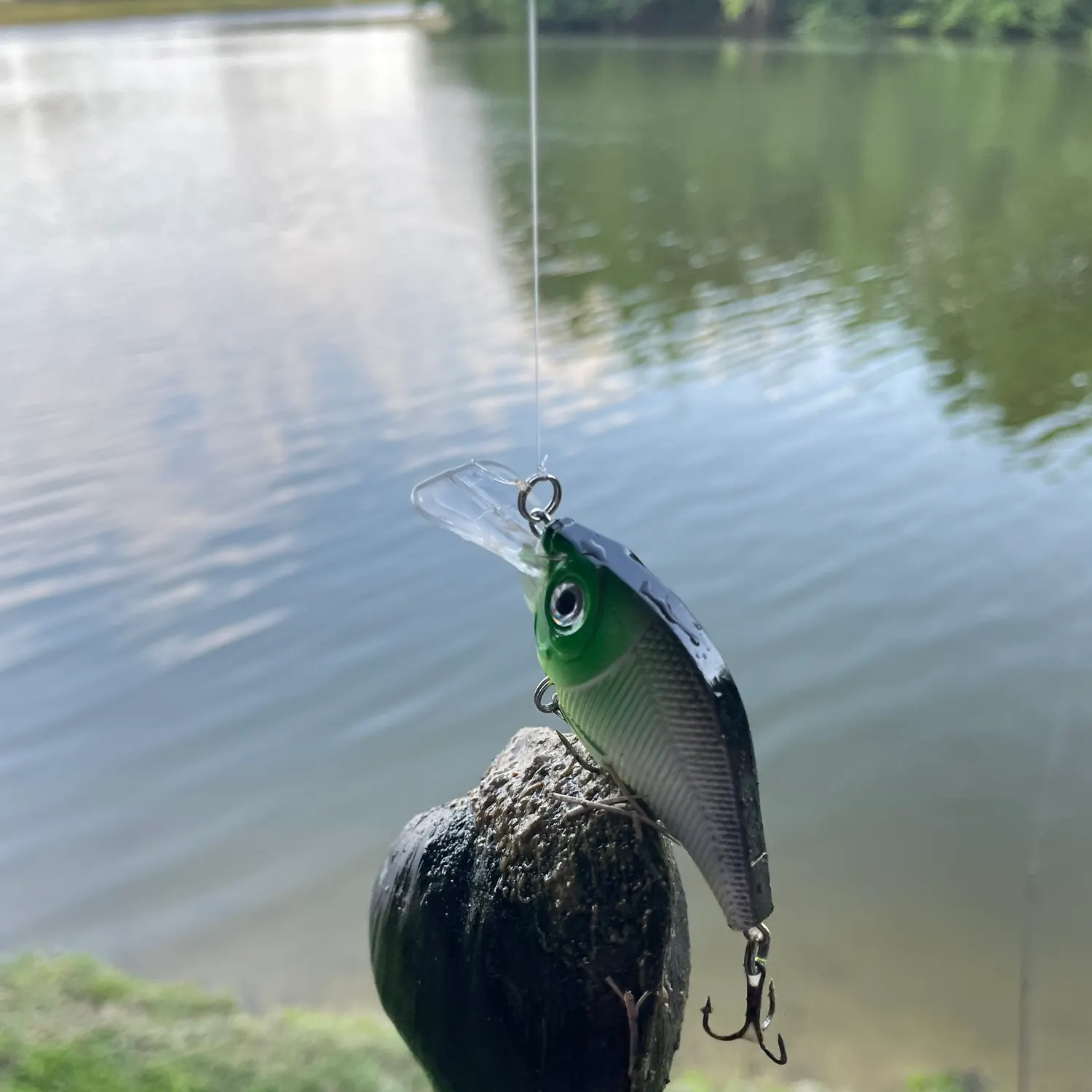 The most recent Brown-and-white butterflyfish catches on Fishbrain