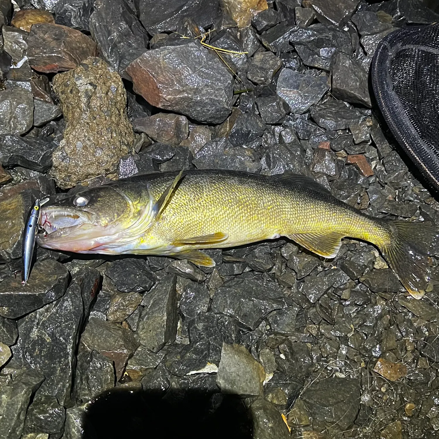 Walleye caught on Fishbrain