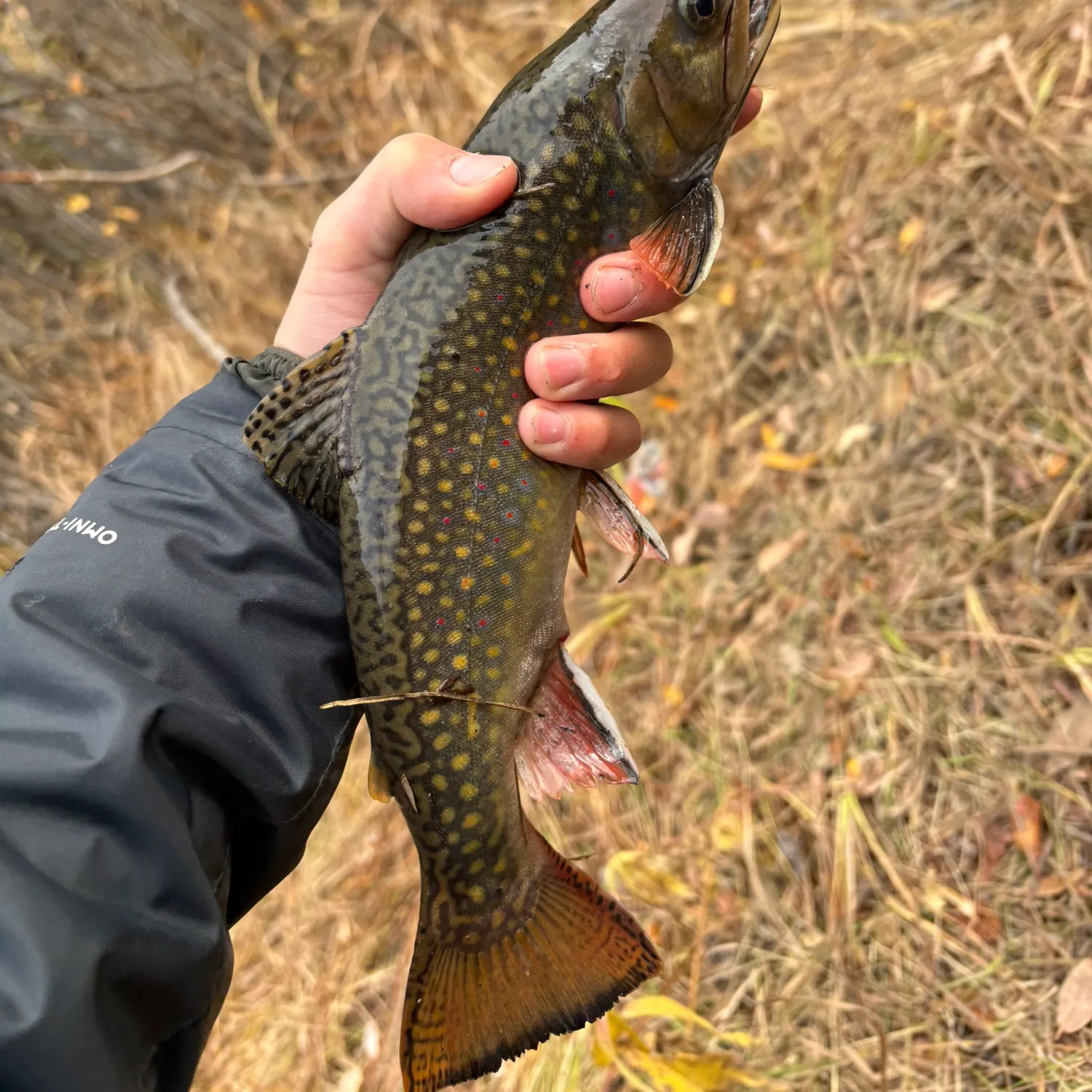 Brook trout caught on Fishbrain