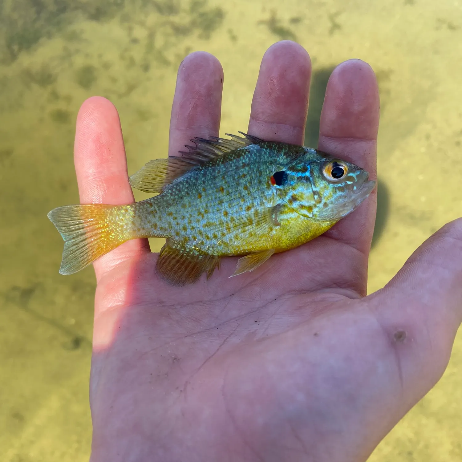 Pumpkinseed caught on Fishbrain
