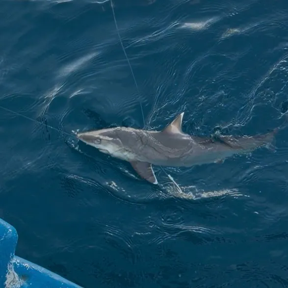 The most recent Oceanic whitetip shark catches on Fishbrain