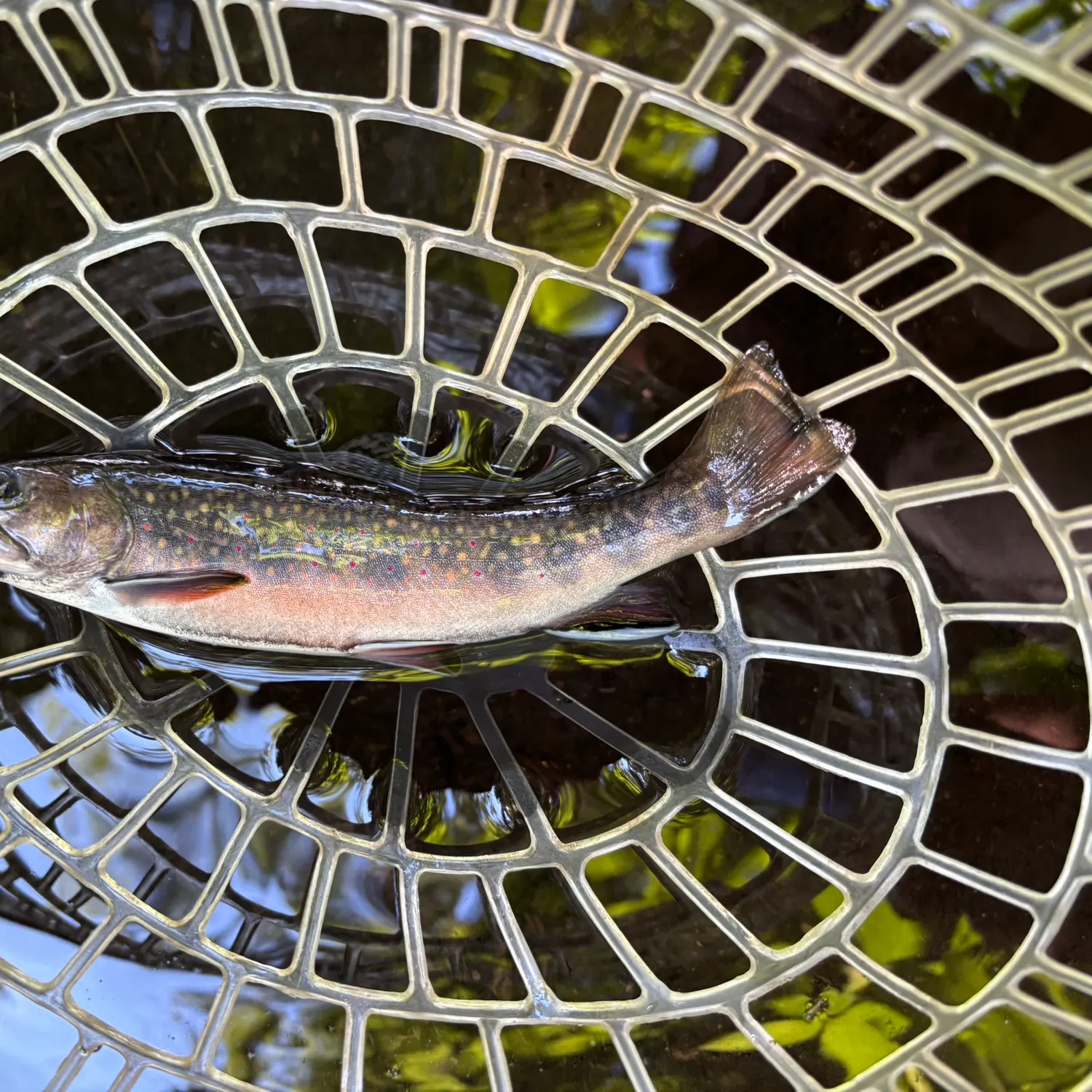 Brook trout caught on Fishbrain