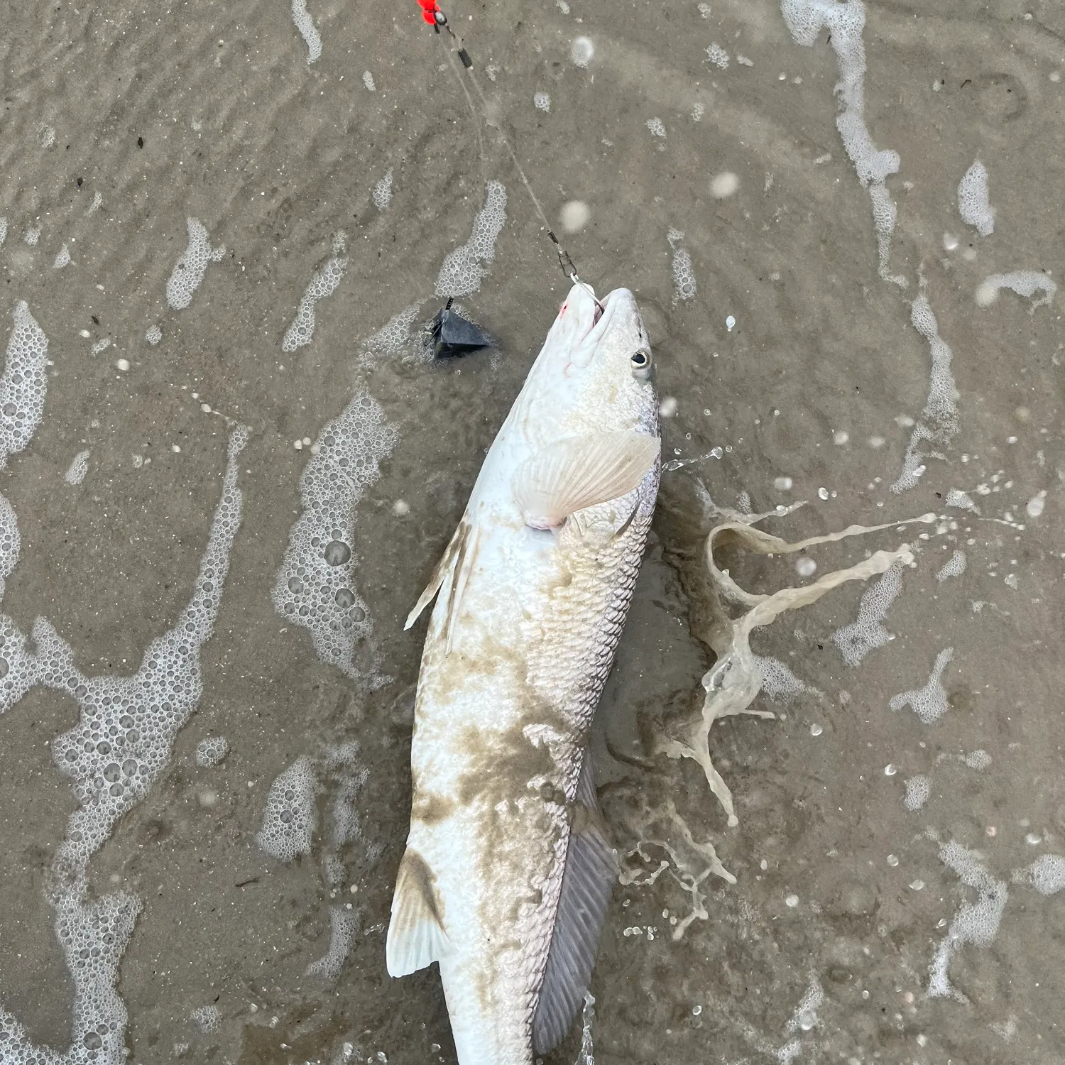 Red drum caught on Fishbrain