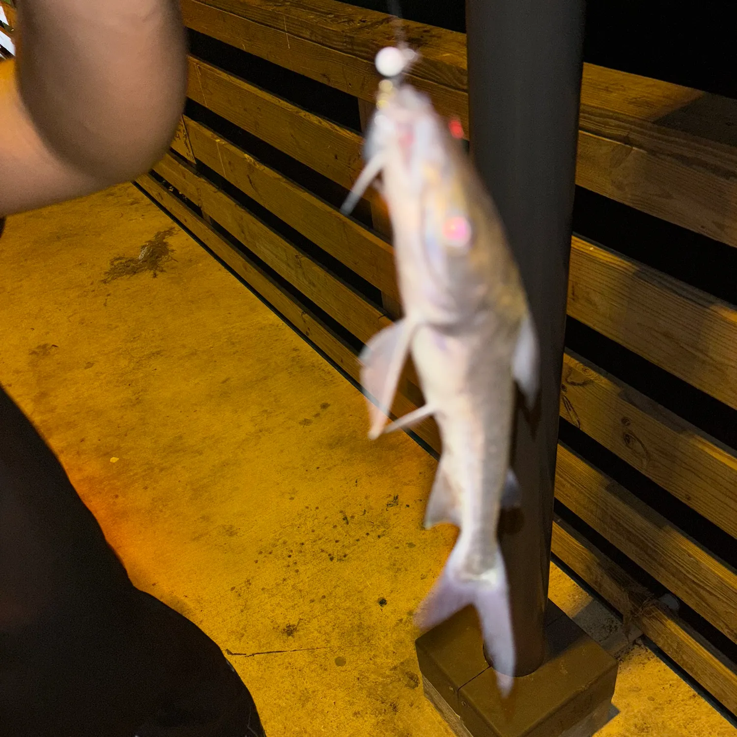 Hardhead sea catfish caught on Fishbrain