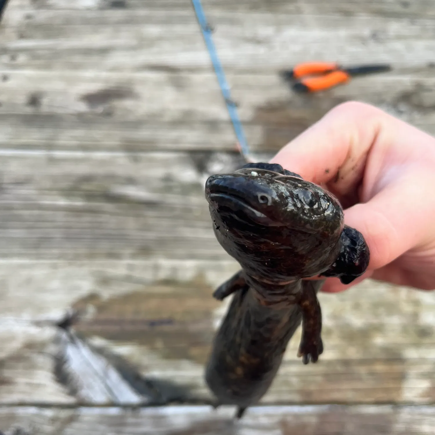 The most recent Common mudpuppy catches on Fishbrain