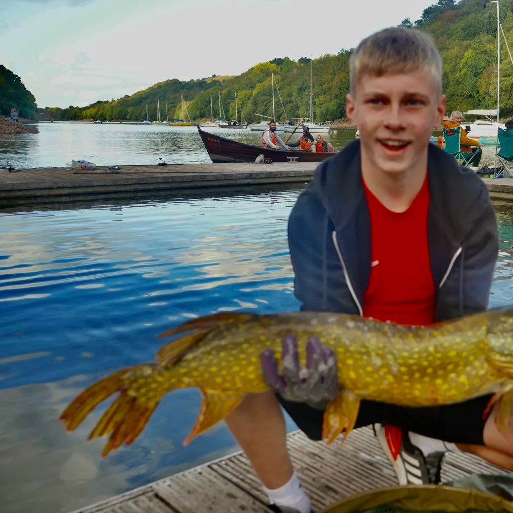 Northern pike caught on Fishbrain