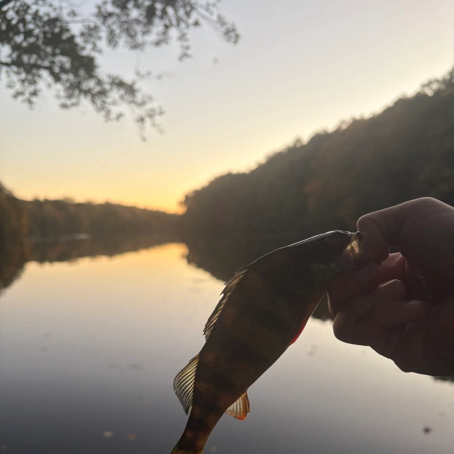Yellow perch caught on Fishbrain