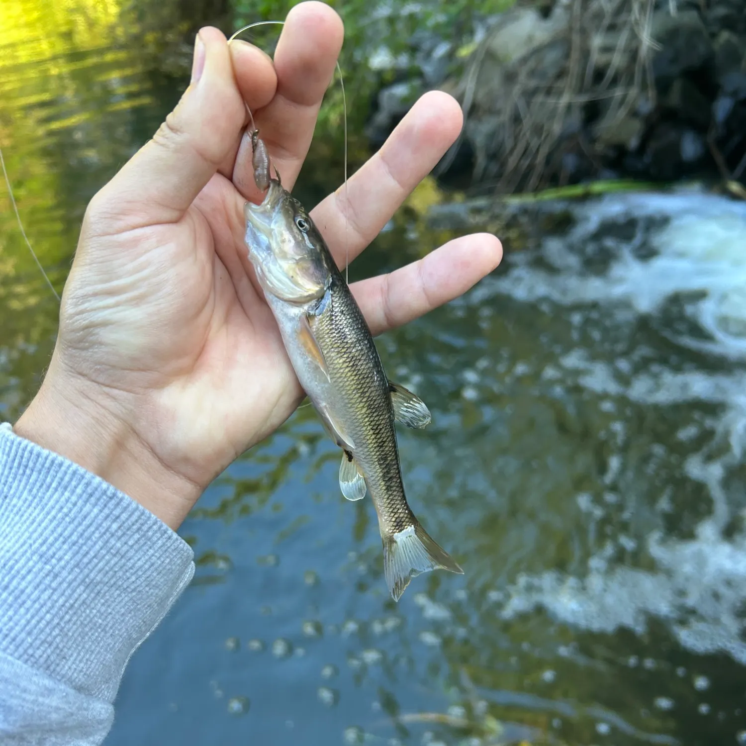 Creek chub caught on Fishbrain