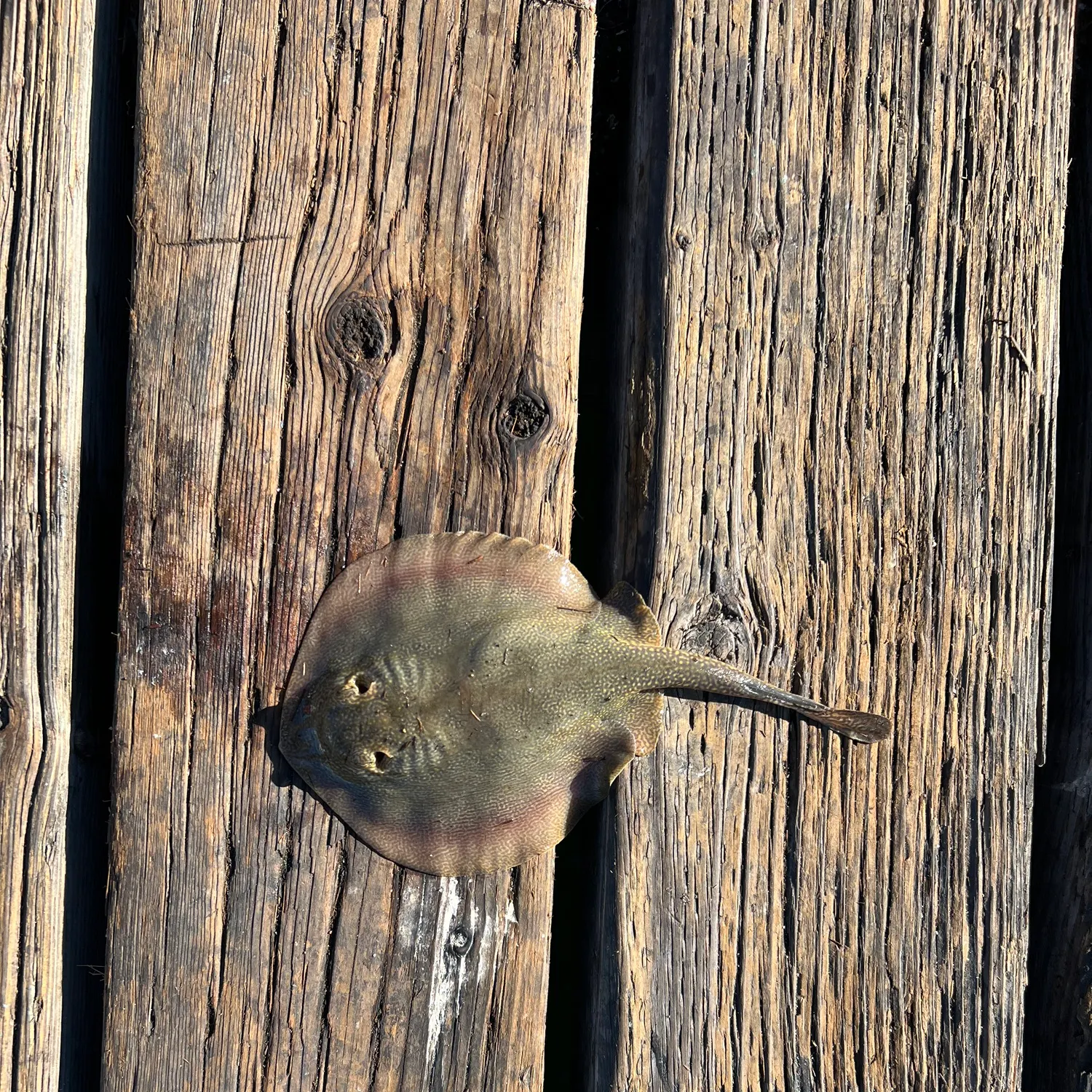 Haller's round ray caught on Fishbrain