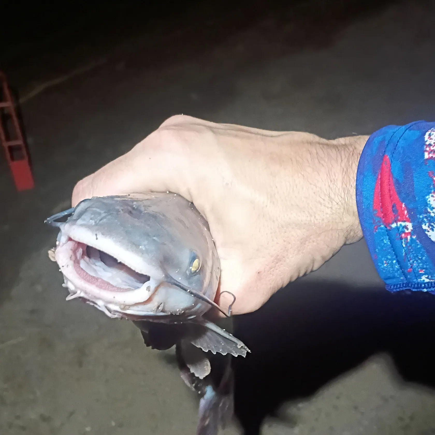 Channel catfish caught on Fishbrain