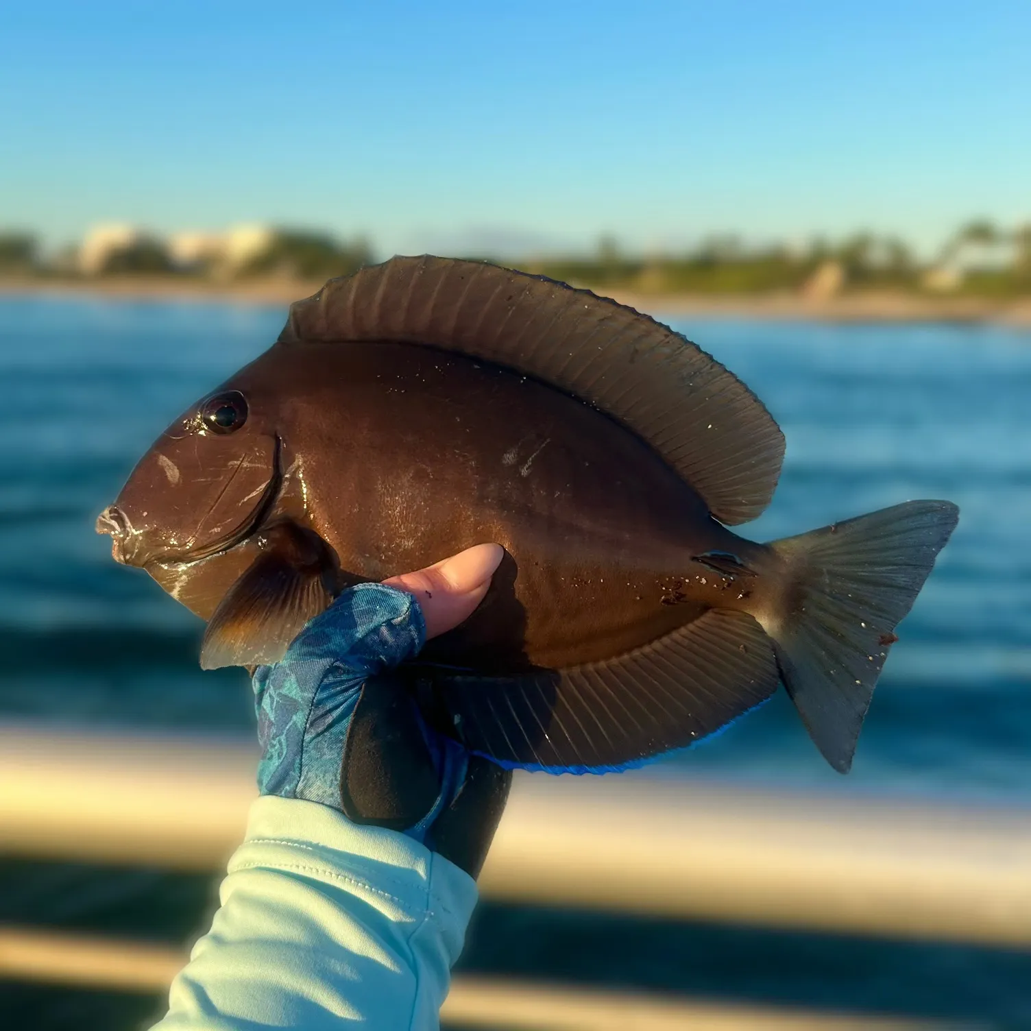 The most recent Doctorfish catches on Fishbrain